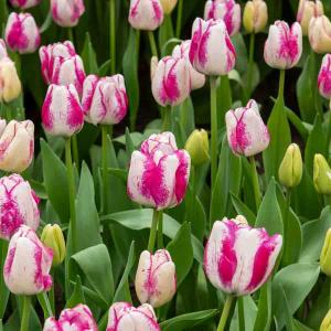 Tulipe Triomphe Hotpants (x8)